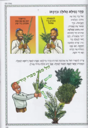 פניני הלכה לילדים - הלכות חג הסוכות | מכון הרב ברכה