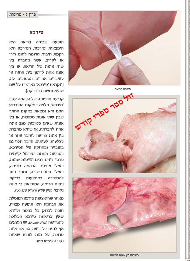 מראות חולין ציורים המחשה