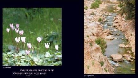 ארץ אהבתי יהודה ושומרון - אלבום צילום מרהיב של נופי יהודה ושומרון| מרדכי בניטה