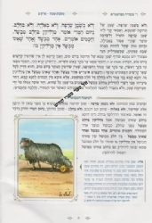 משניות אבוקה מצוירת ומבוארת - מסכת פסחים