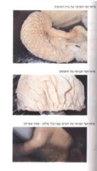 מאור למסכתות חולין, בכורות ושחיטת קדשים | ישראל מאיר לוינגר